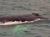 54224CrLeUsm - Gatherall's Puffin - Whale Watch - Bay Bulls.jpg
